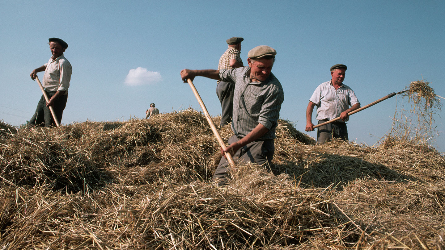 Men harvesting wheat / Getty Images