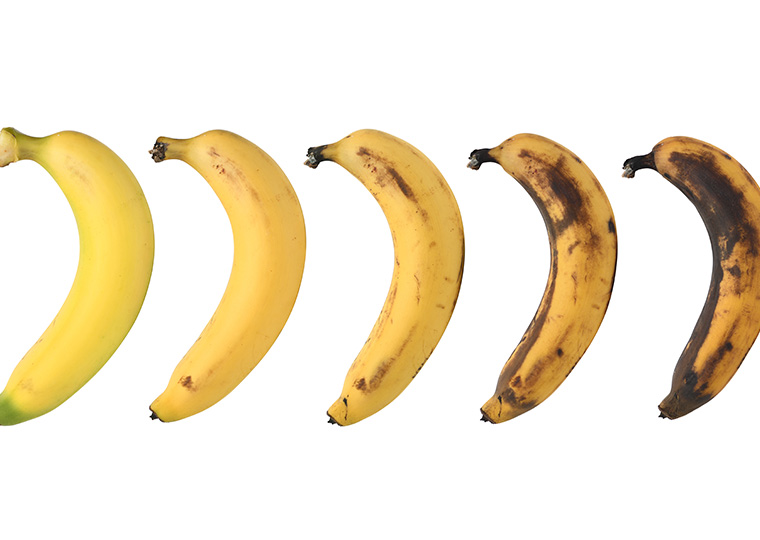 Line of bananas in order of ripeness