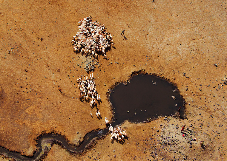 An overhead view of a herd heading toward water