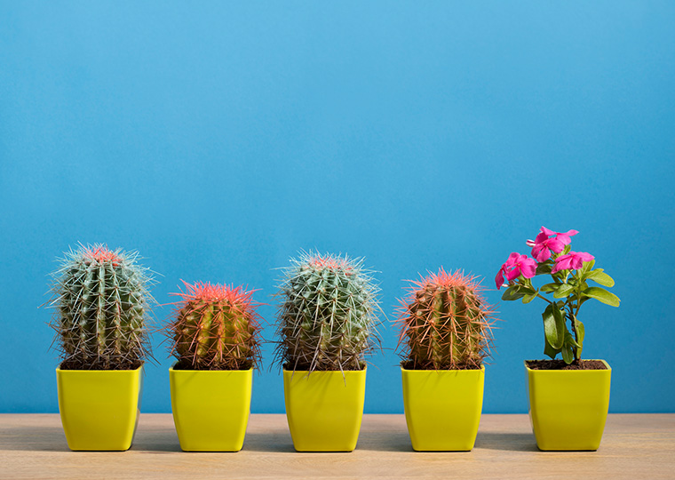 A color photo of four catcti with a cactus blossom on the end at right.