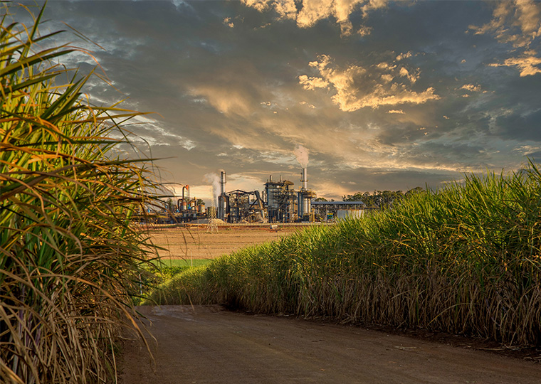 A color image of a sugar cane factory in the background with sugar cane in the foreground.