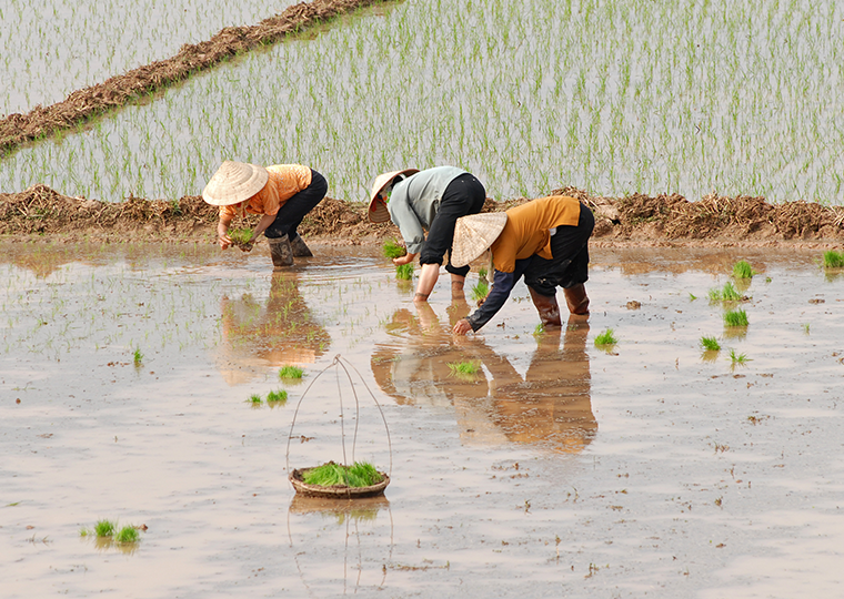 Three female workers planting rice.