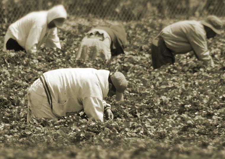Migrant workers in the field.