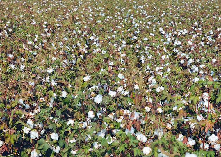 A cotton field in India.