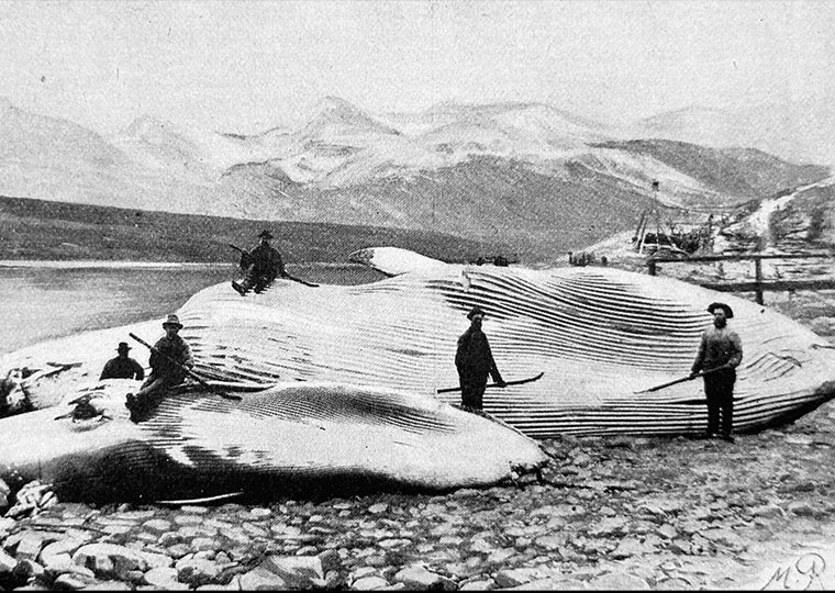 Whalers presenting dead whales on the beach in ilustration