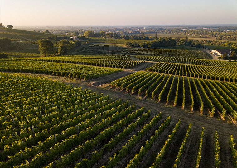 Sunset over a wineyard in Bordeaux, France.